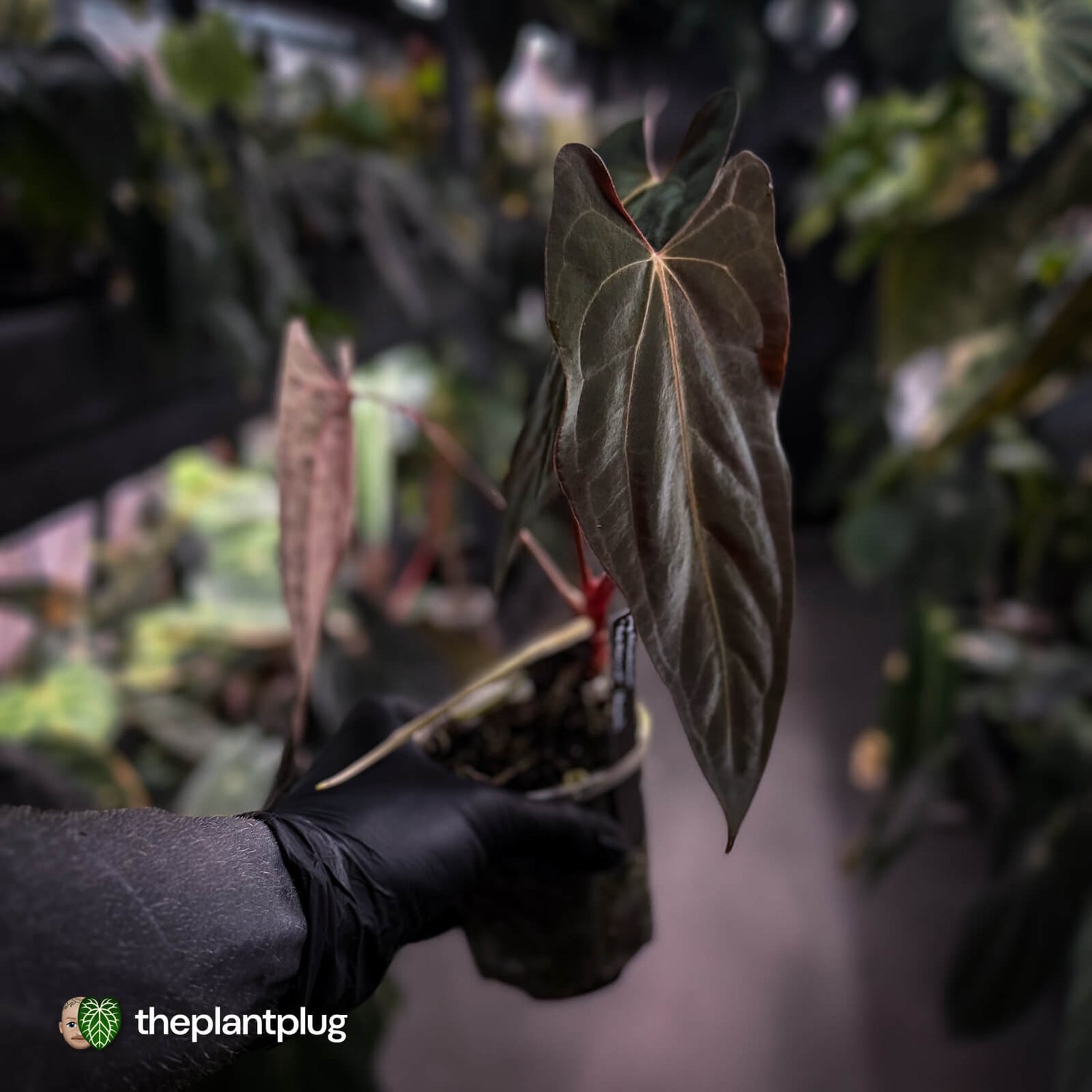Anthurium papillilaminum 'Red Abaxial' • mother plant clone