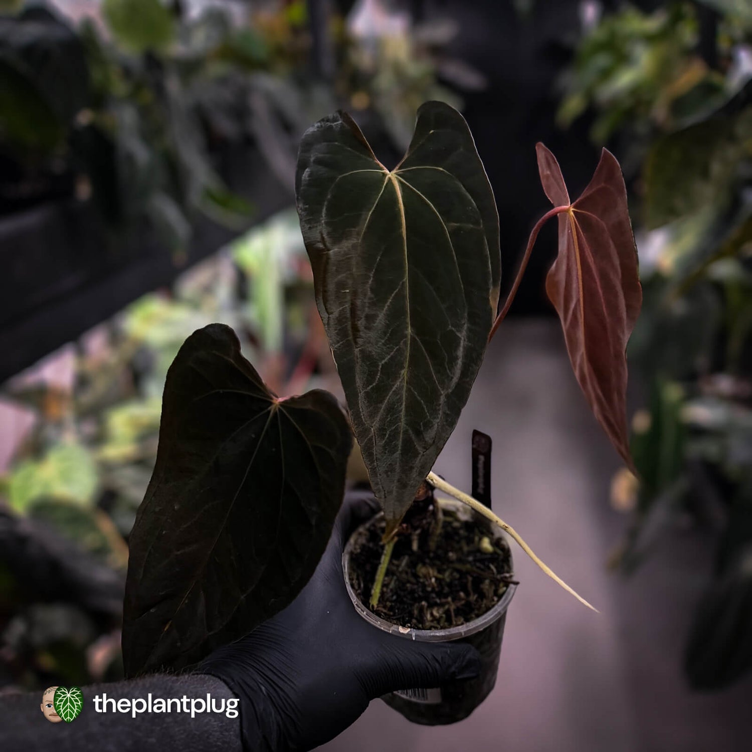 Anthurium papillilaminum 'Red Abaxial' • mother plant clone