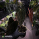 Anthurium papillilaminum 'Red Abaxial' • mother plant clone