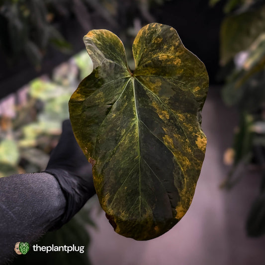Anthurium forgetii x papillilaminum • orange variegated