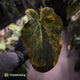 Anthurium forgetii x papillilaminum • orange variegated