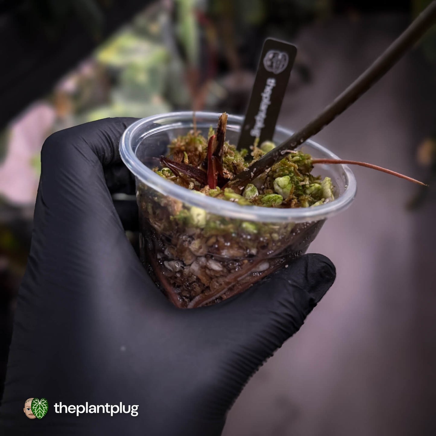 Anthurium forgetii x papillilaminum • orange variegated