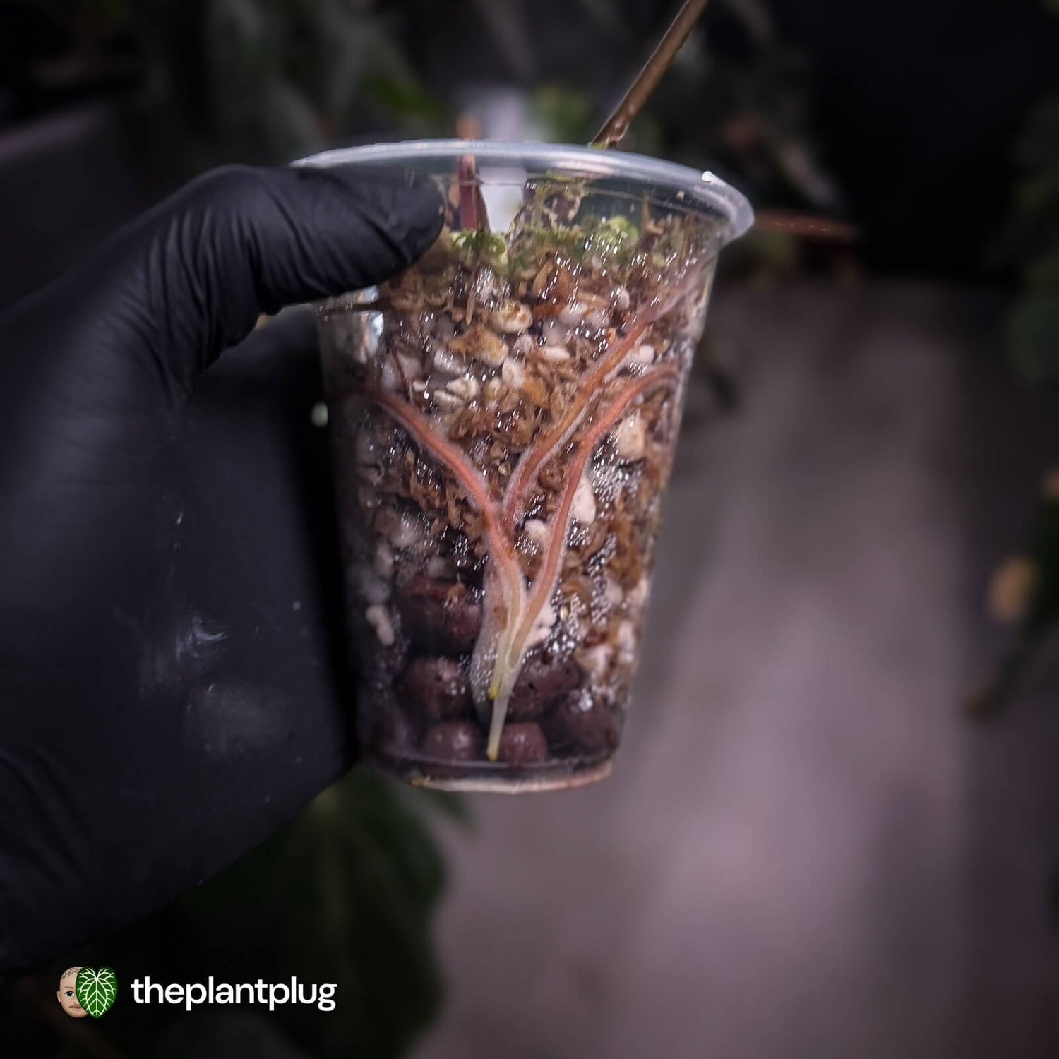 Anthurium forgetii x papillilaminum • orange variegated