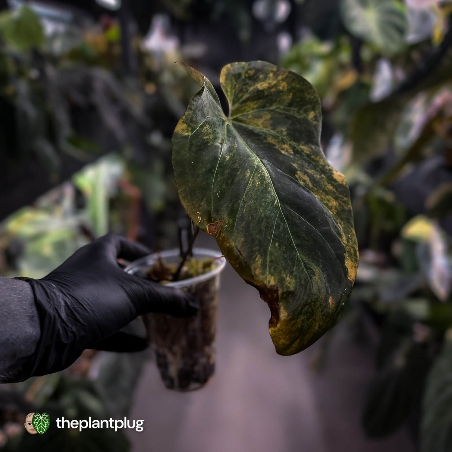 Anthurium forgetii x papillilaminum • orange variegated