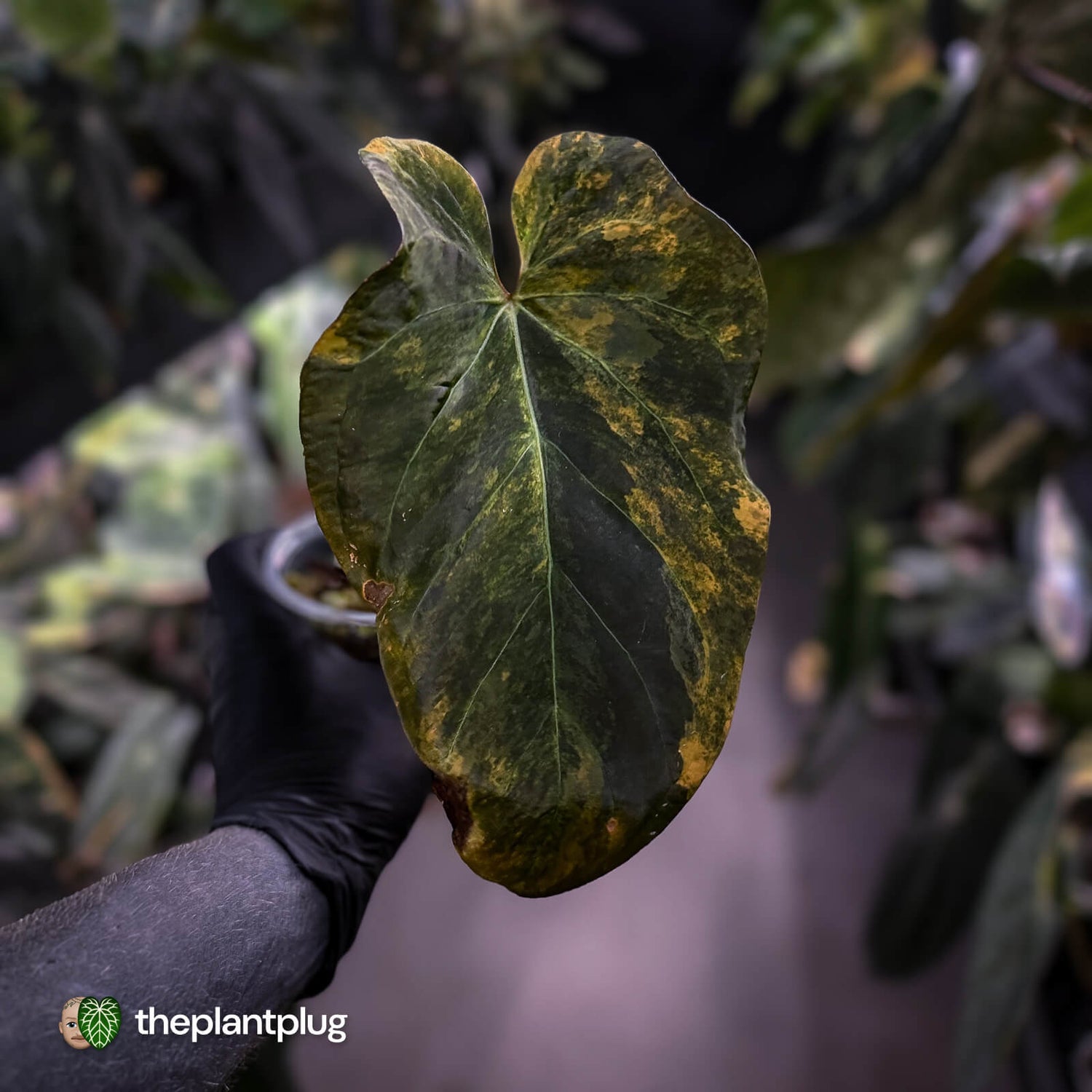 Anthurium forgetii x papillilaminum • orange variegated
