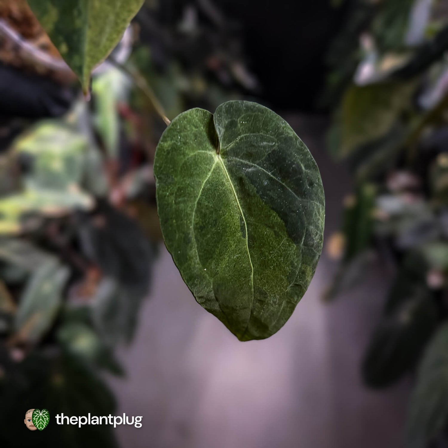 Anthurium 'Dark Complex' hybrid • variegated neotenous mutation 🦄
