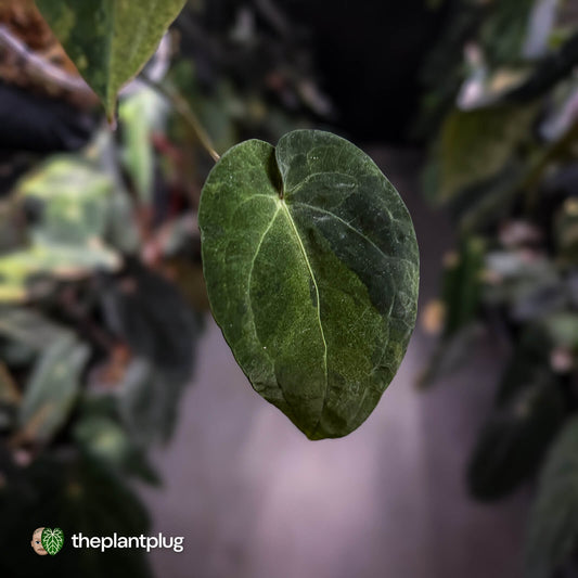 Anthurium 'Dark Complex' hybrid • variegated neotenous mutation 🦄