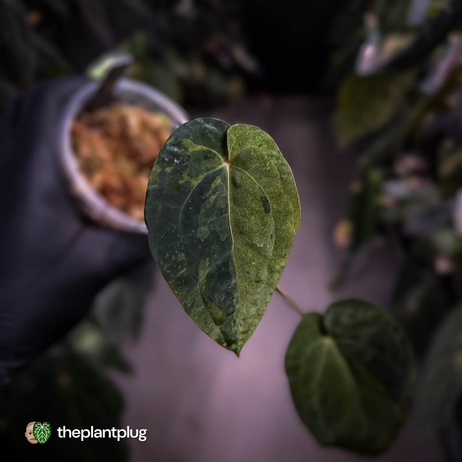 Anthurium 'Dark Complex' hybrid • variegated neotenous mutation 🦄