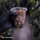 Anthurium 'Dark Complex' hybrid • variegated neotenous mutation 🦄