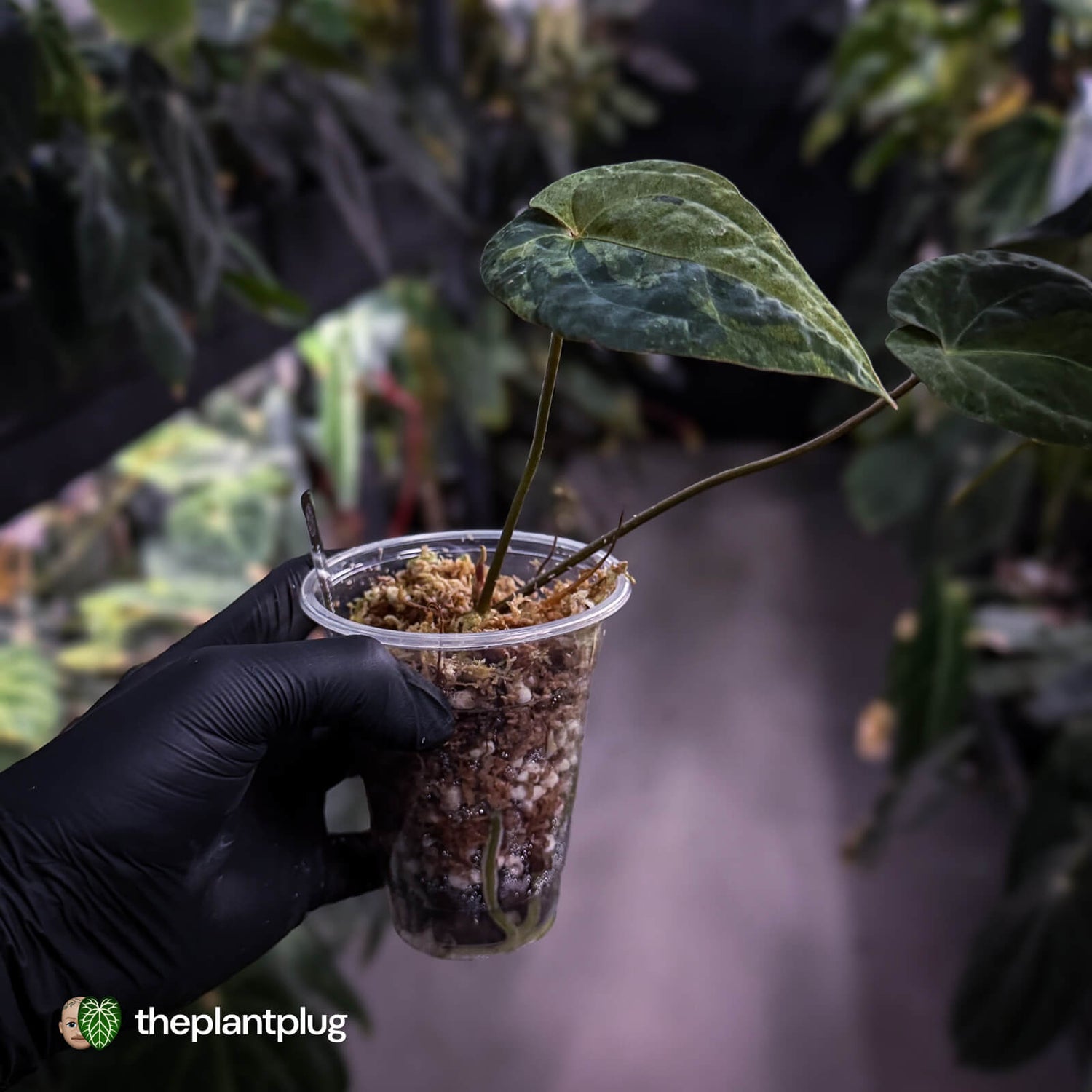 Anthurium 'Dark Complex' hybrid • variegated neotenous mutation 🦄