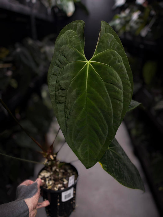 Anthurium #BlackCherry x self? • XXL plant