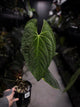 Anthurium #BlackCherry x self? • XXL plant