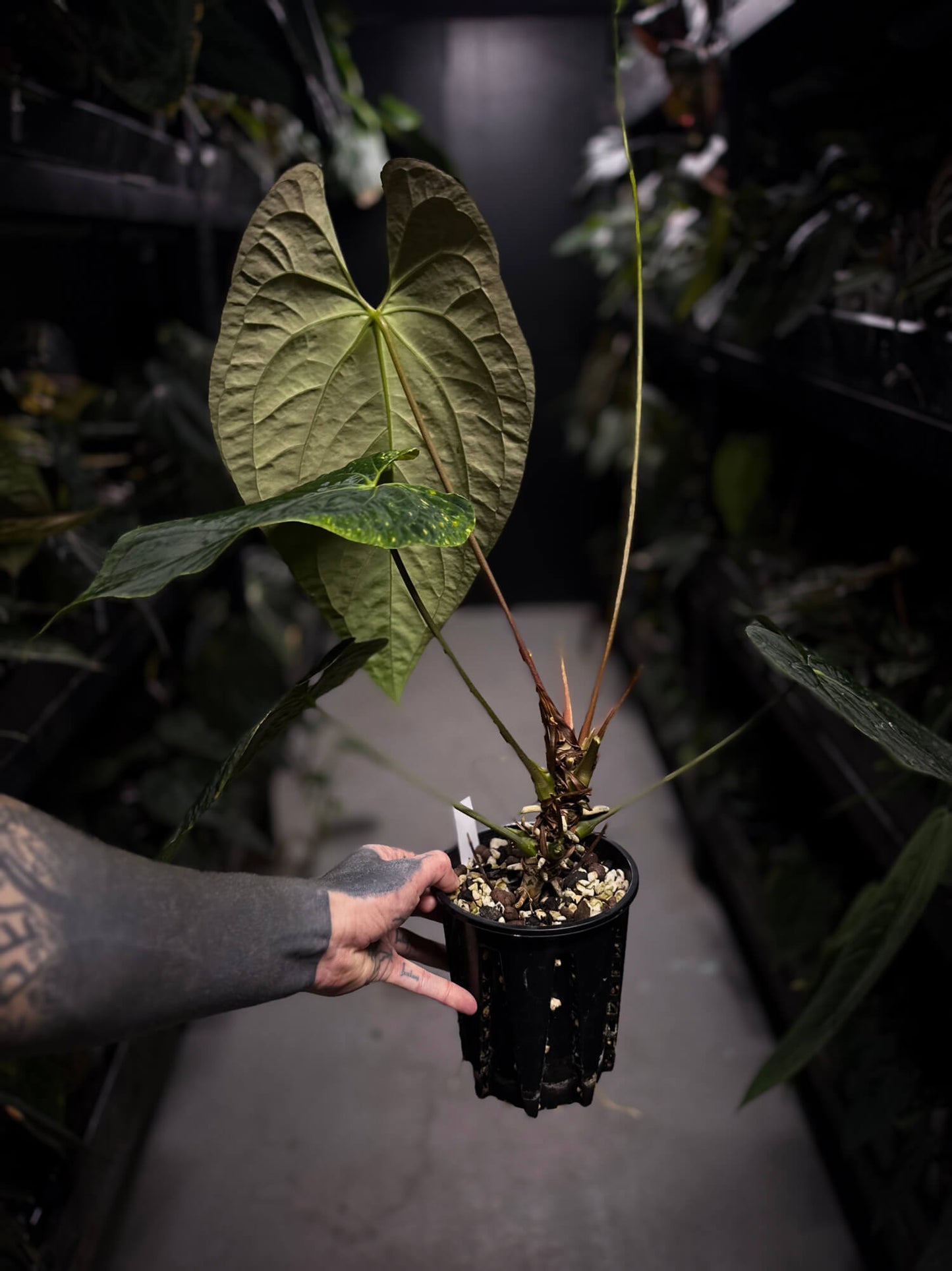 anthurium black cherry Anthurium #BlackCherry x self? • XXL plant – The Plant Plug