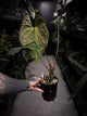Anthurium #BlackCherry x self? • XXL plant