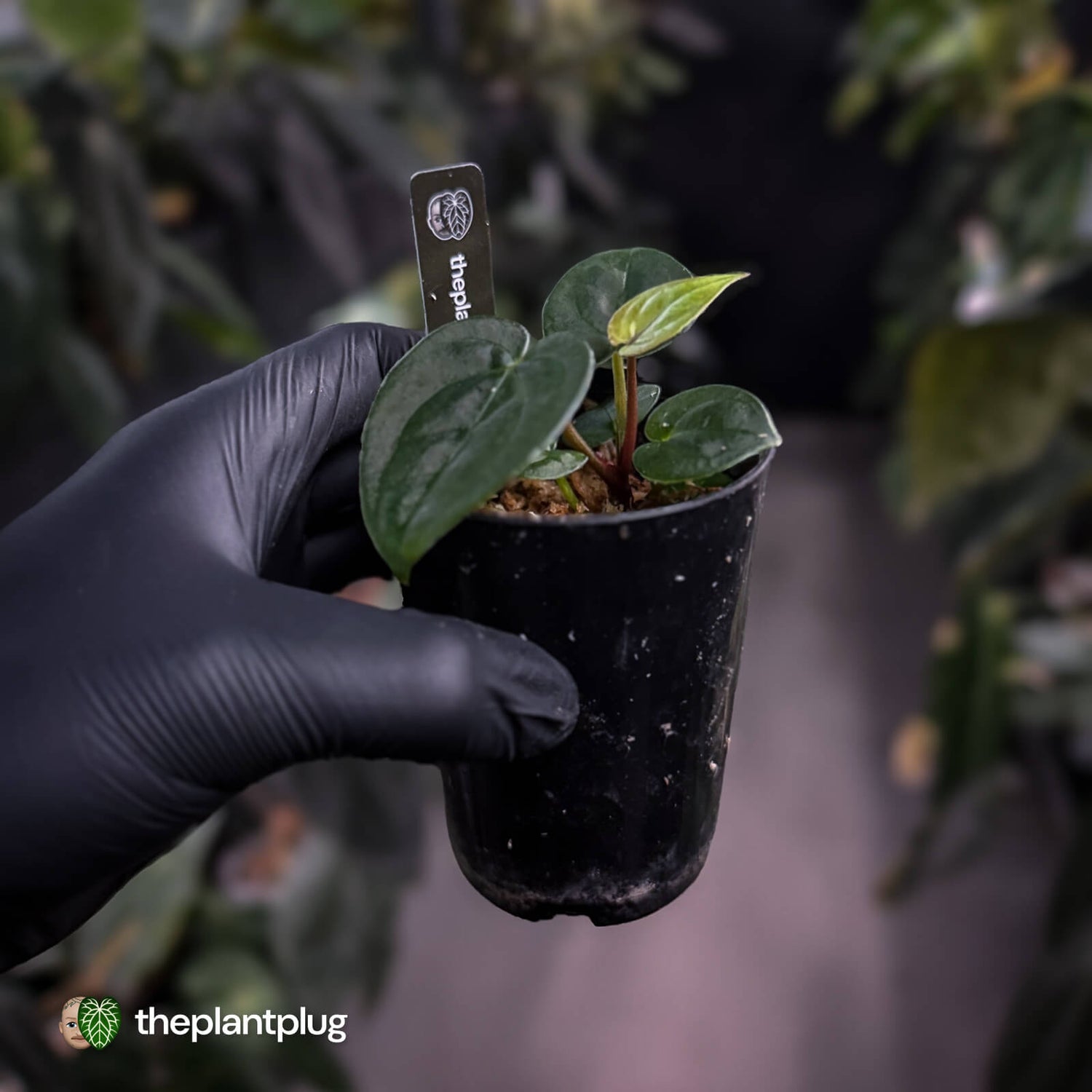 Anthurium 'Black Hole'