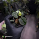 Anthurium 'Black Hole'