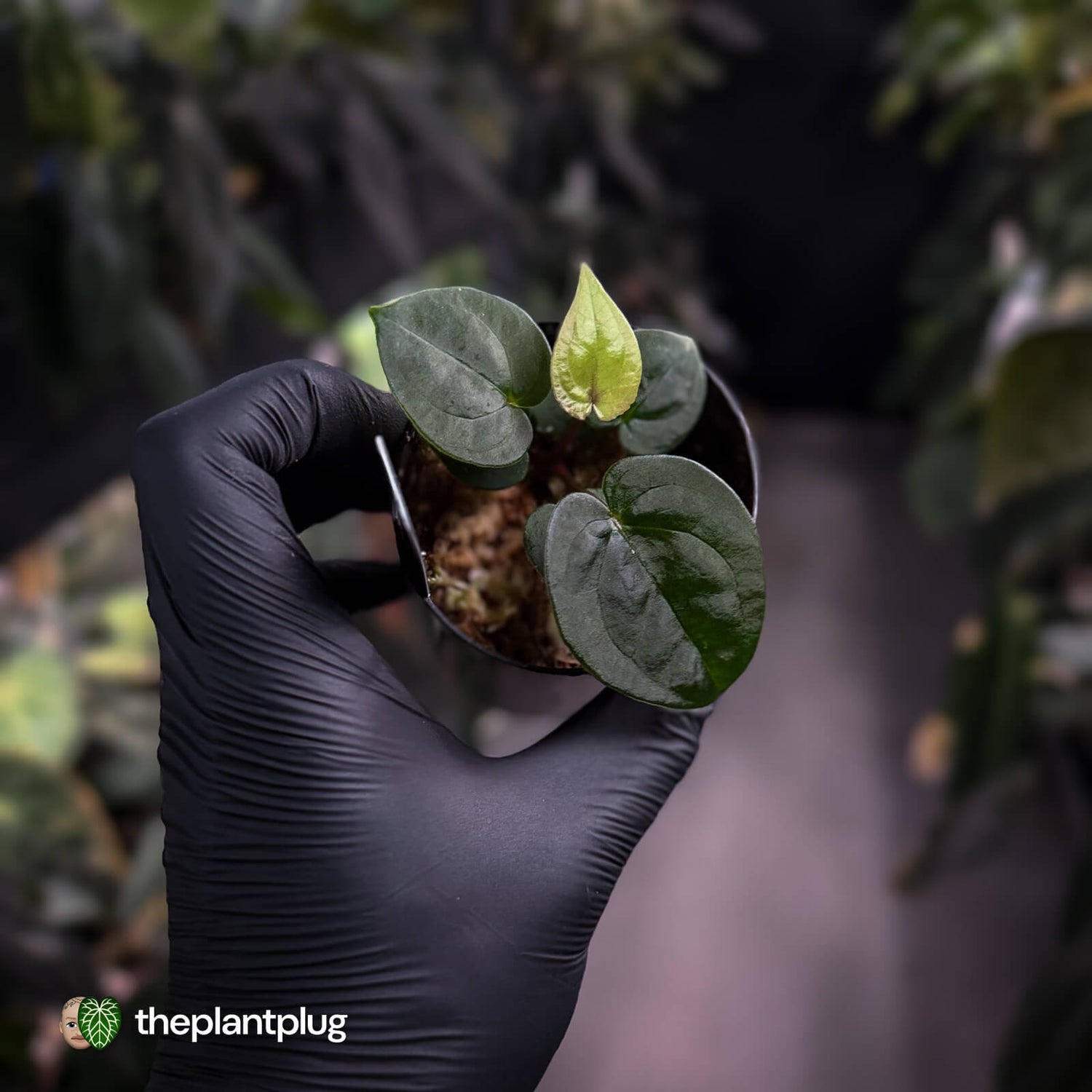Anthurium 'Black Hole'