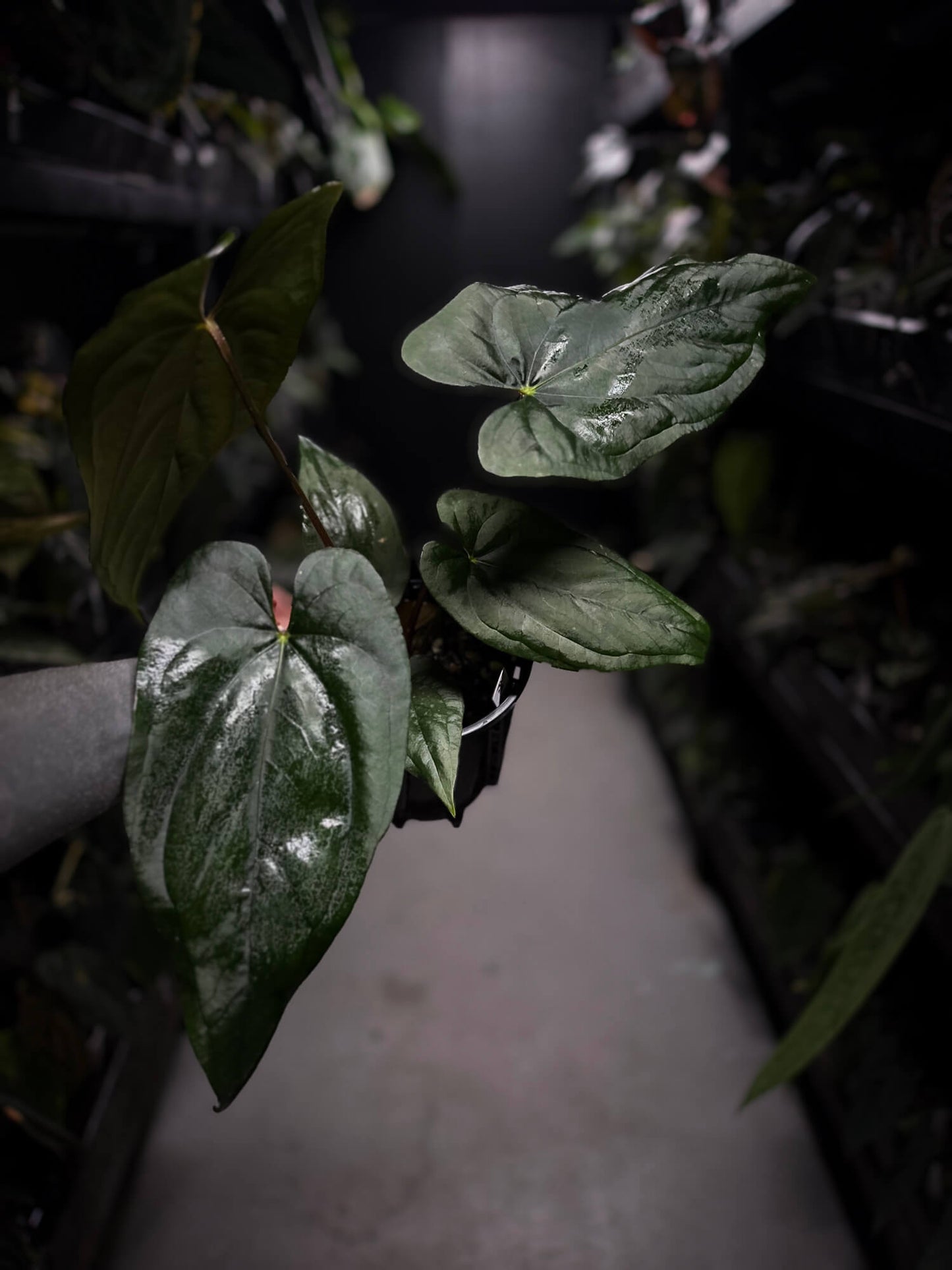 Anthurium #ElCadejo • papillilaminum x sp. 'silver peru' • XL plant