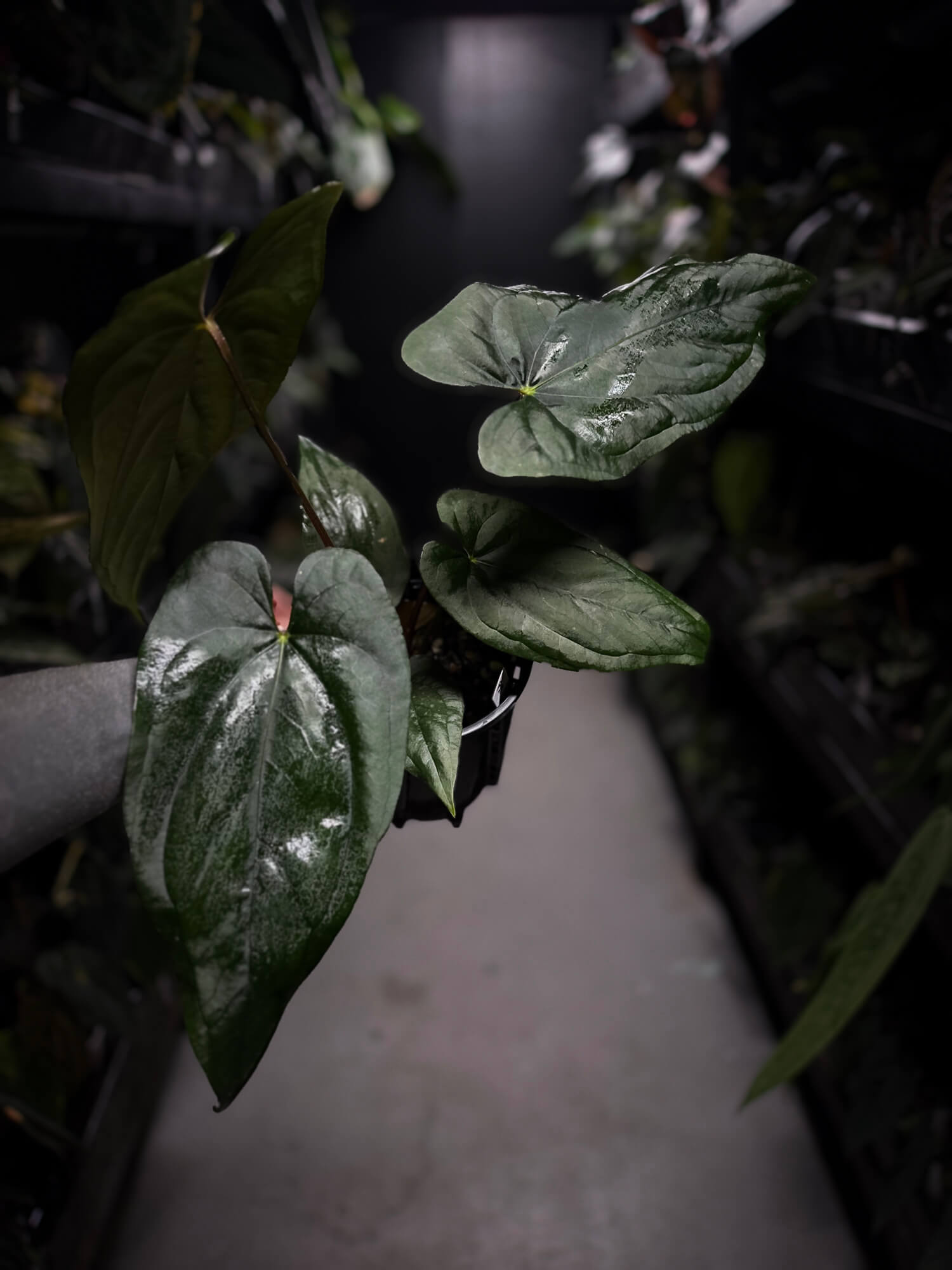 Anthurium #ElCadejo • papillilaminum x sp. 'silver peru' • XL plant
