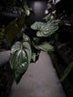 Anthurium #ElCadejo • papillilaminum x sp. 'silver peru' • XL plant