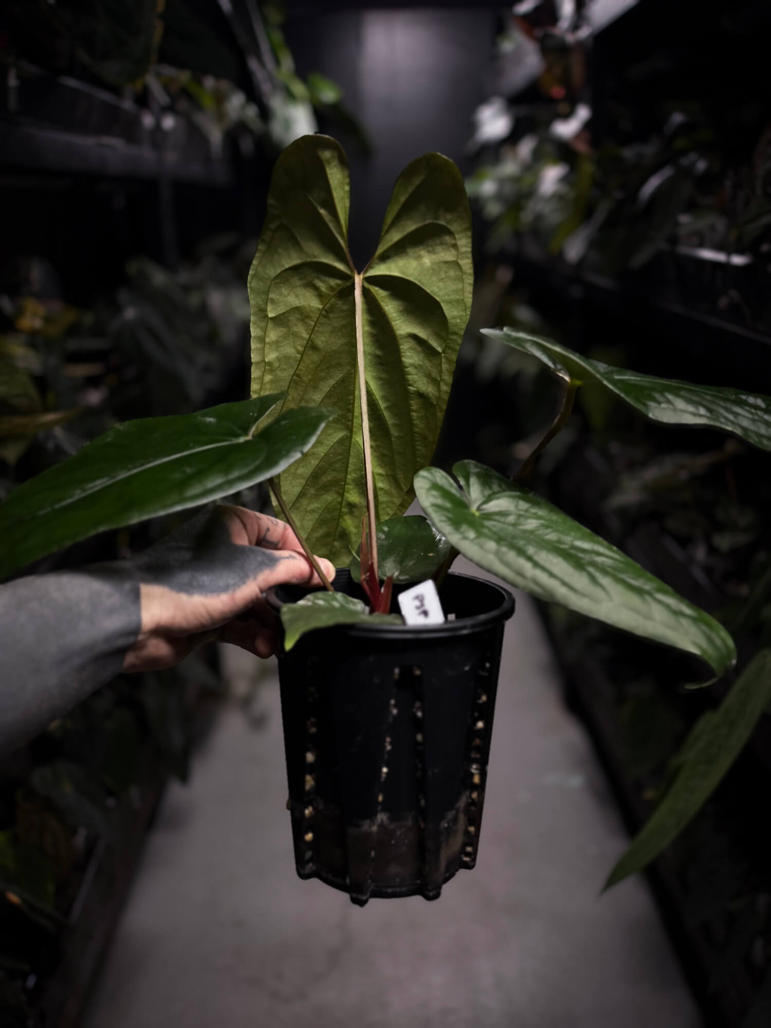 Anthurium #ElCadejo • papillilaminum x sp. 'silver peru' • XL plant