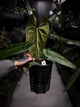 Anthurium #ElCadejo • papillilaminum x sp. 'silver peru' • XL plant