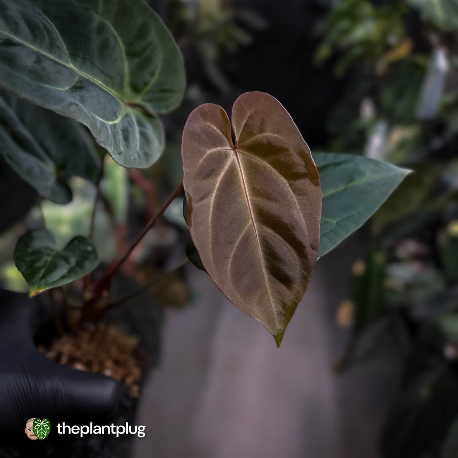 Anthurium #PurplePeopleEater '2' • select holdback