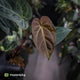 Anthurium #PurplePeopleEater '2' • select holdback