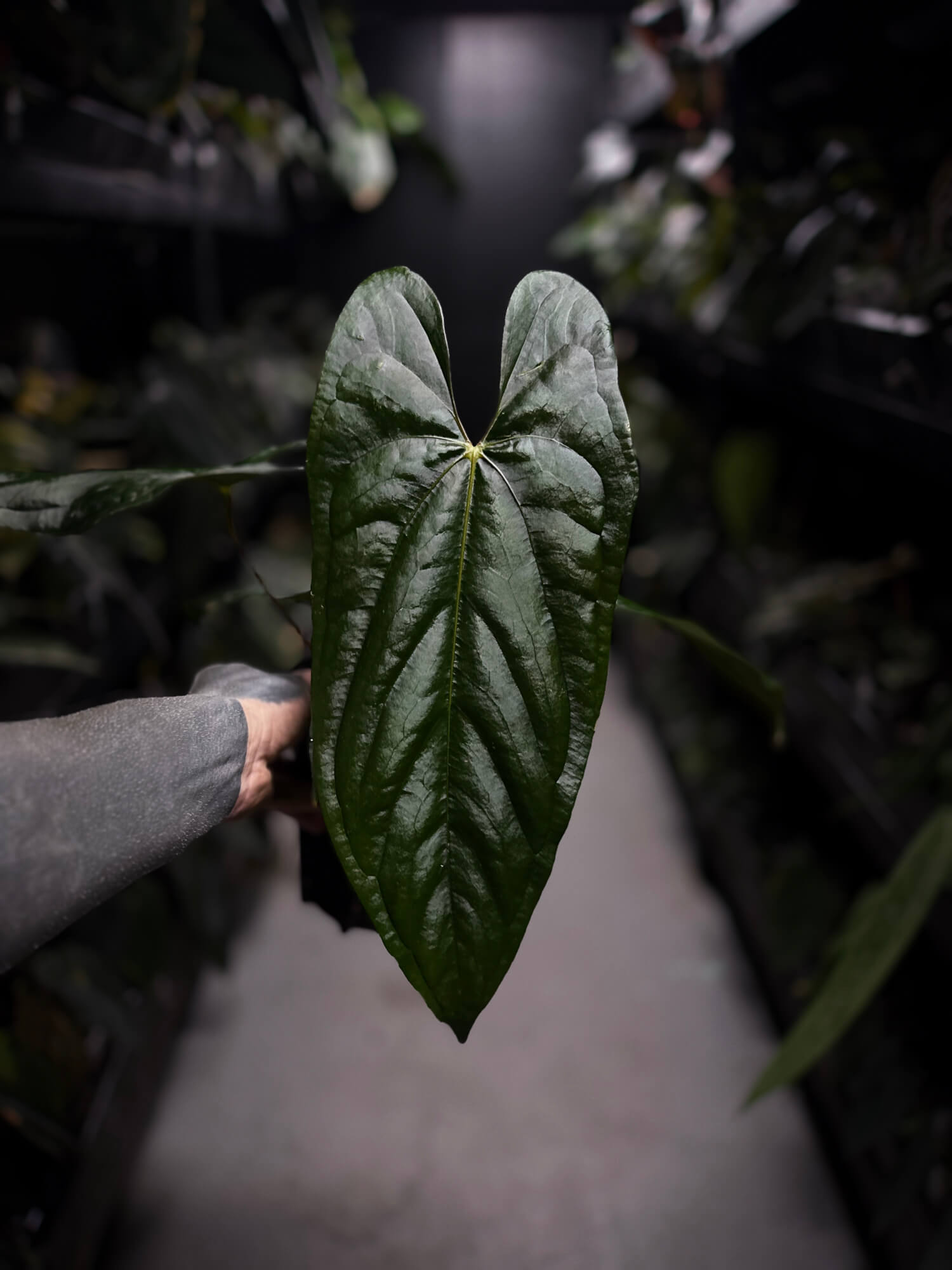 Anthurium #ElCadejo • papillilaminum x sp. 'silver peru' • XL plant