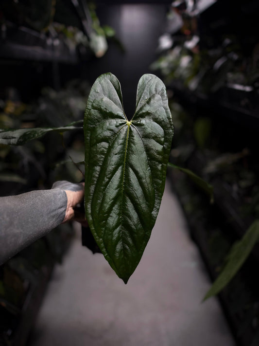 Anthurium #ElCadejo • papillilaminum x sp. 'silver peru' • XL plant