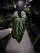 Anthurium #ElCadejo • papillilaminum x sp. 'silver peru' • XL plant