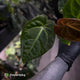 Anthurium #PurplePeopleEater '2' • select holdback