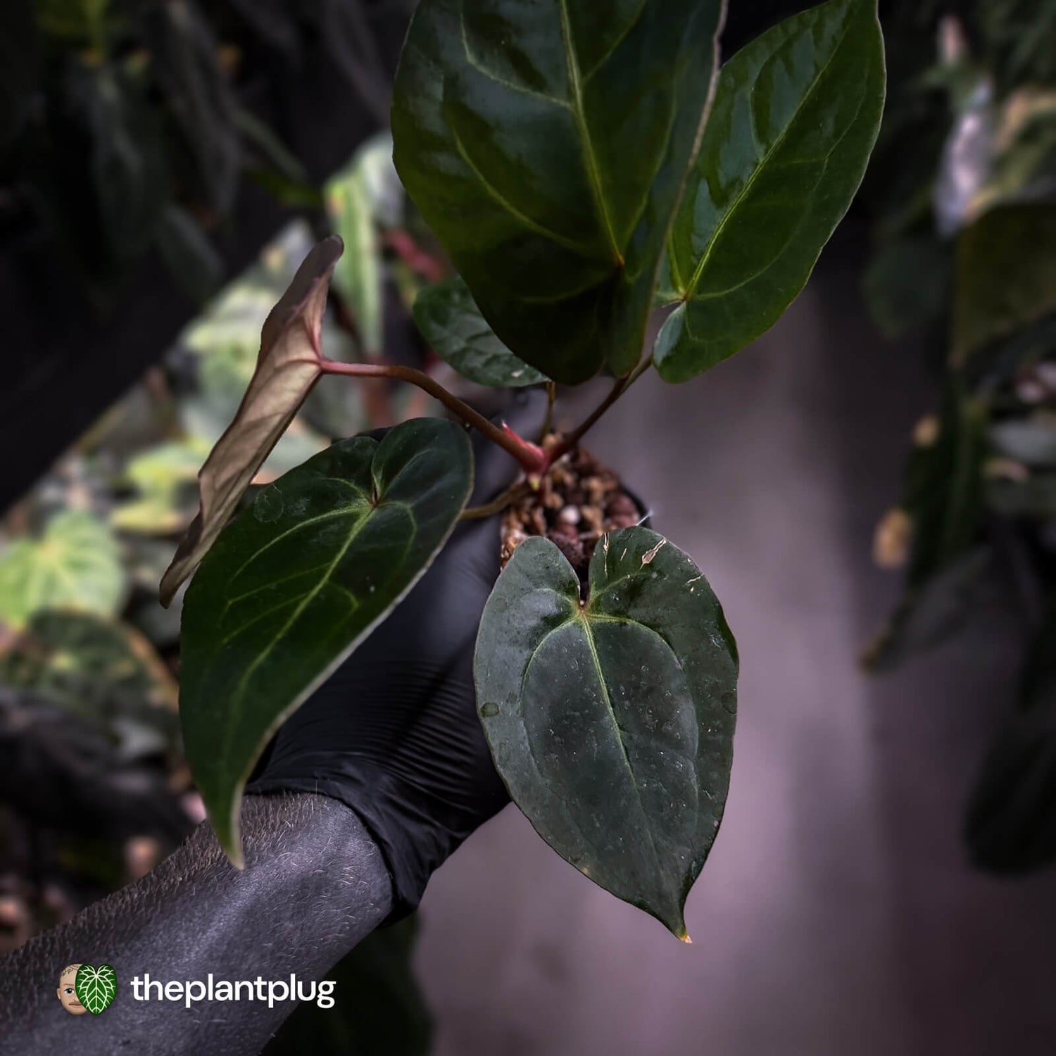 Anthurium #PurplePeopleEater '2' • select holdback