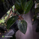 Anthurium #PurplePeopleEater '2' • select holdback
