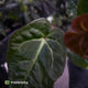 Anthurium #PurplePeopleEater '2' • select holdback