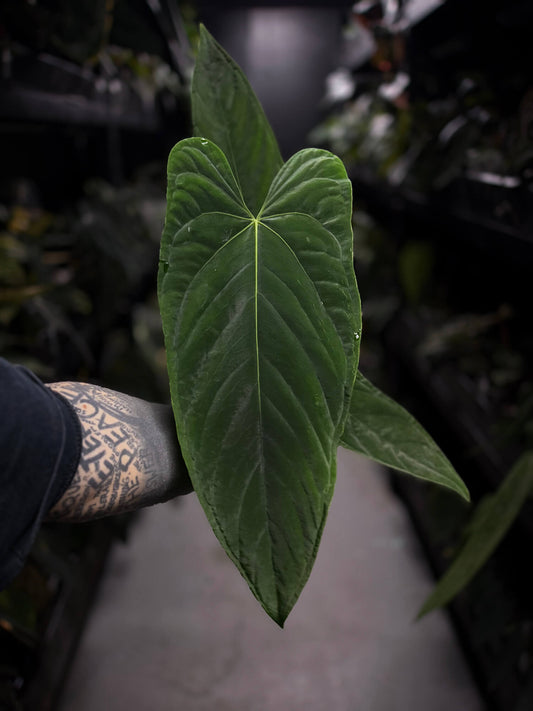 'Midnight Velvet' x panamense • XL plant
