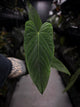 'Midnight Velvet' x panamense • XL plant