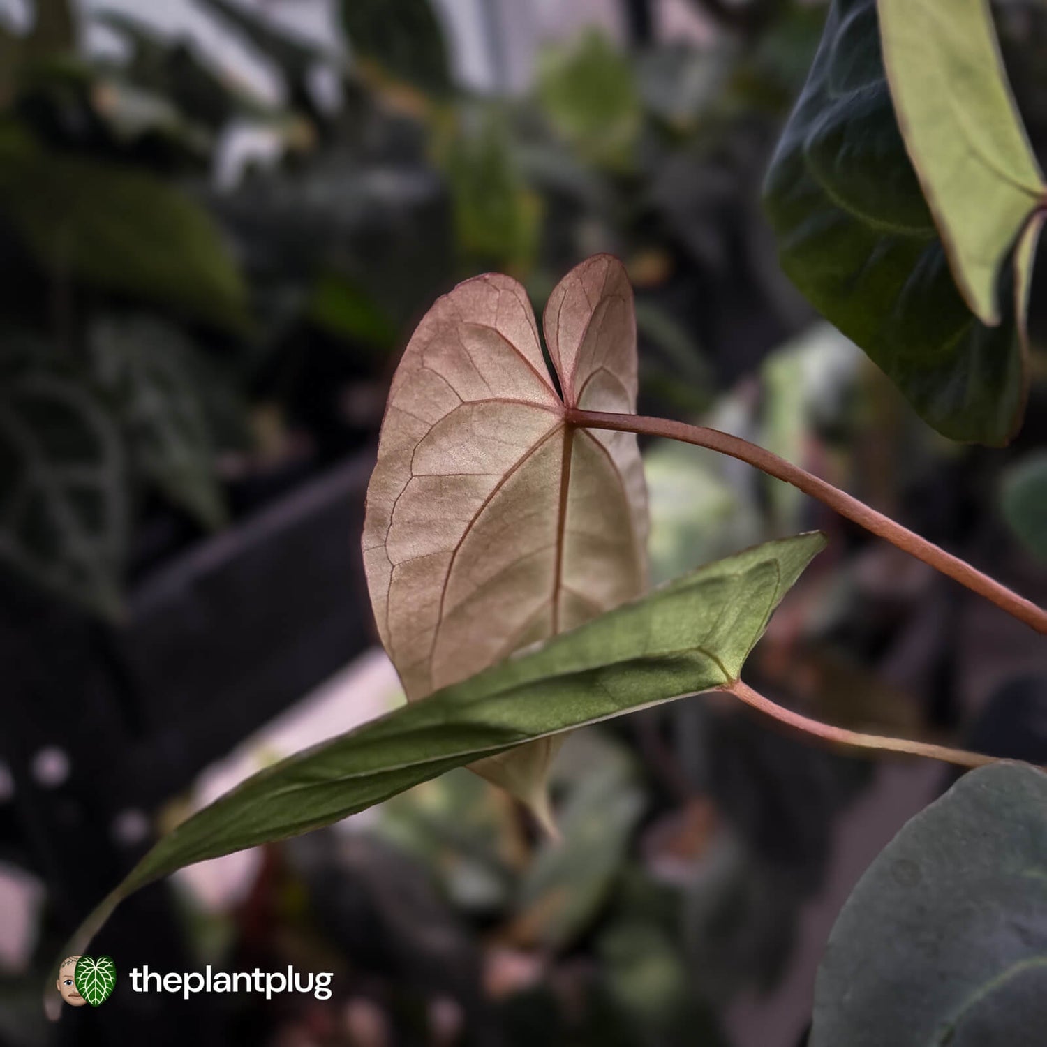 Anthurium #PurplePeopleEater '2' • select holdback