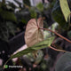 Anthurium #PurplePeopleEater '2' • select holdback