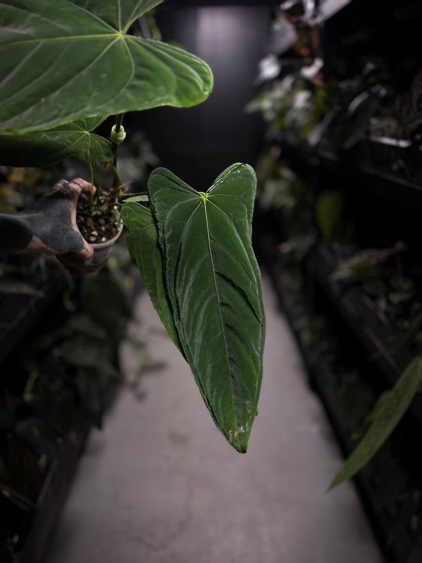 'Midnight Velvet' x panamense • XL plant