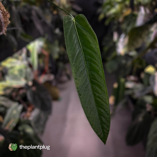 Anthurium warocqueanum x panamense s1