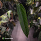 Anthurium warocqueanum x panamense s1