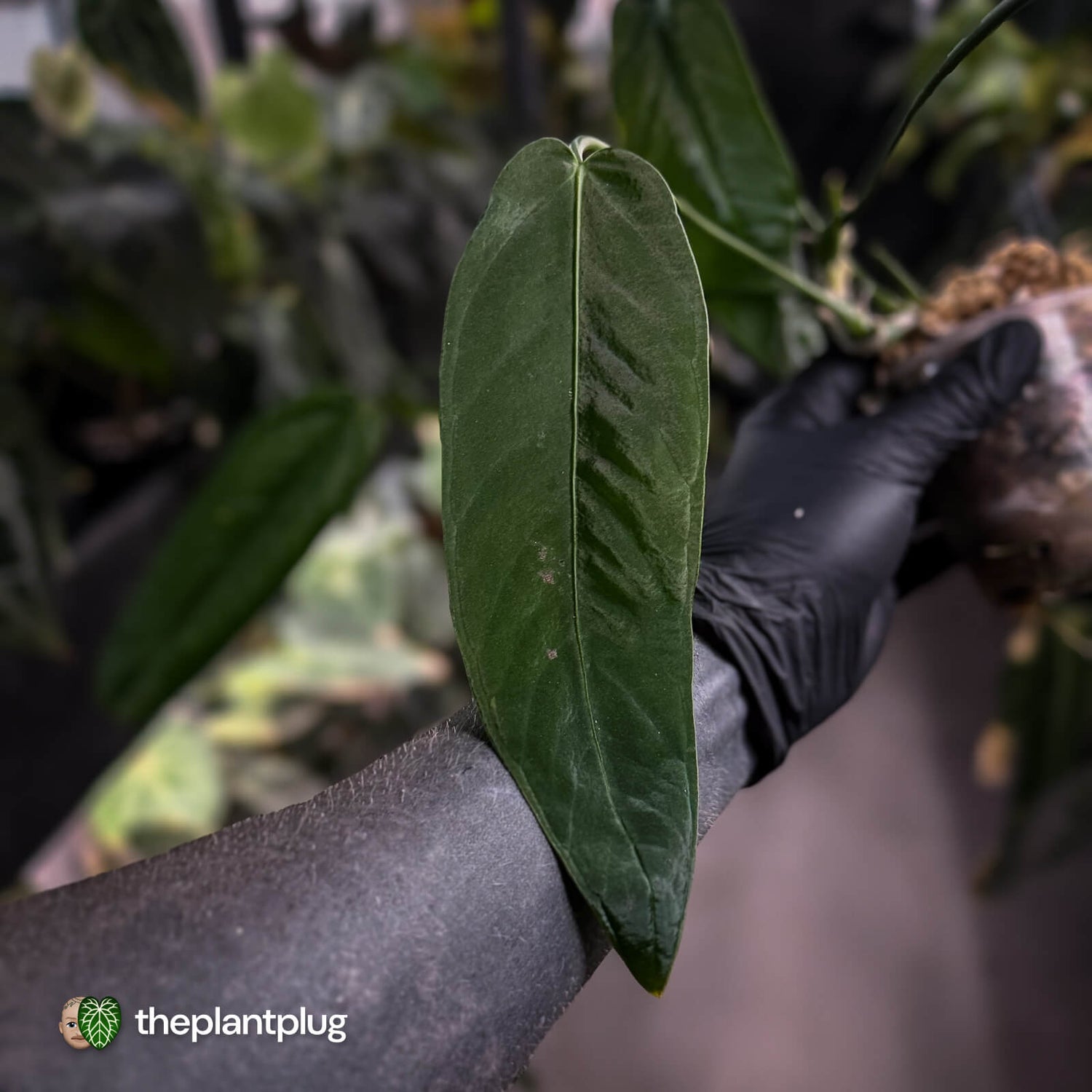 Anthurium warocqueanum x panamense s1