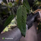 Anthurium warocqueanum x panamense s1