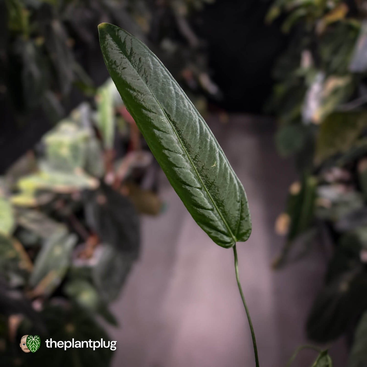 Anthurium warocqueanum x panamense s1