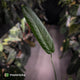 Anthurium warocqueanum x panamense s1