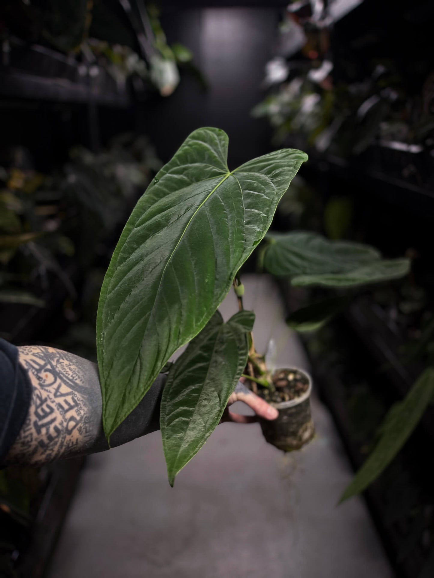 'Midnight Velvet' x panamense • XL plant