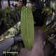 Anthurium warocqueanum x panamense s1