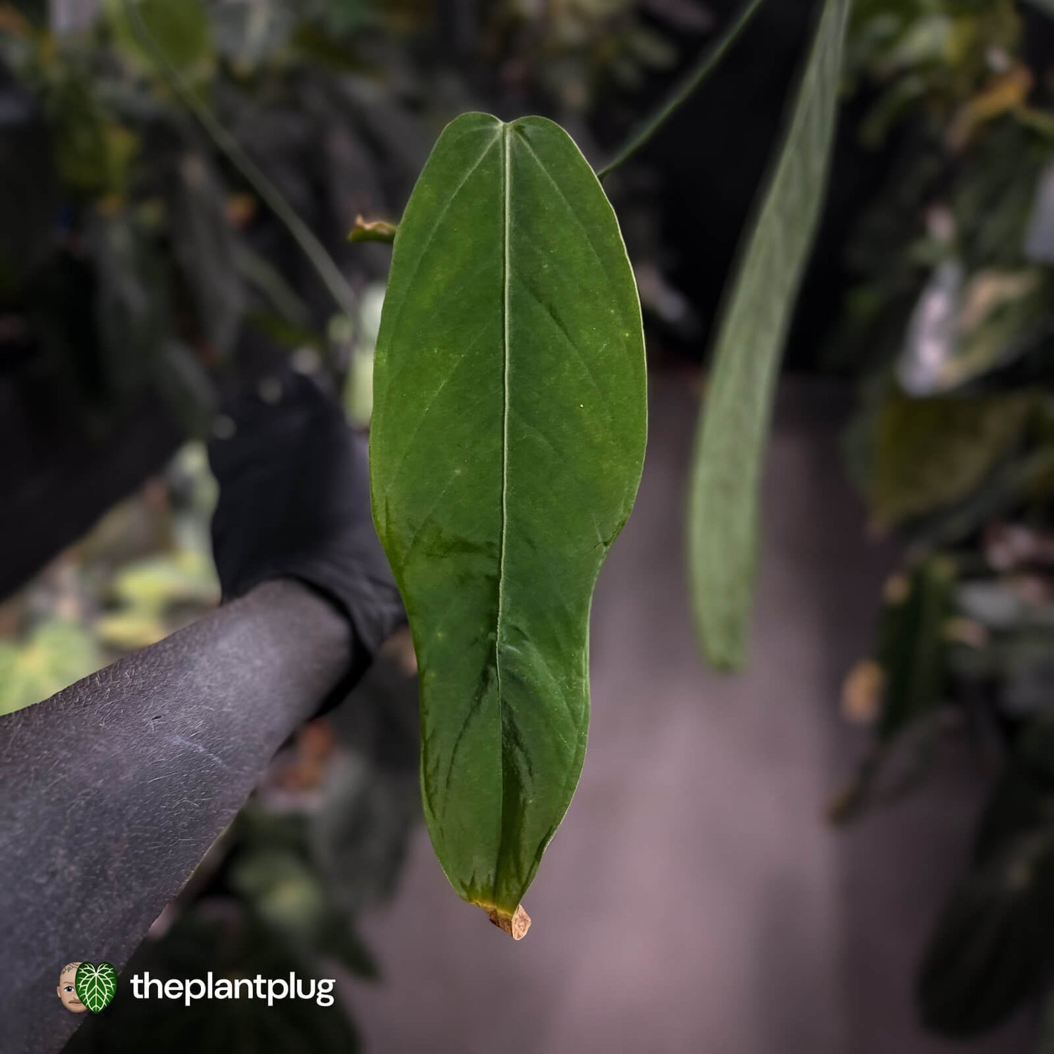 Anthurium warocqueanum x panamense s1