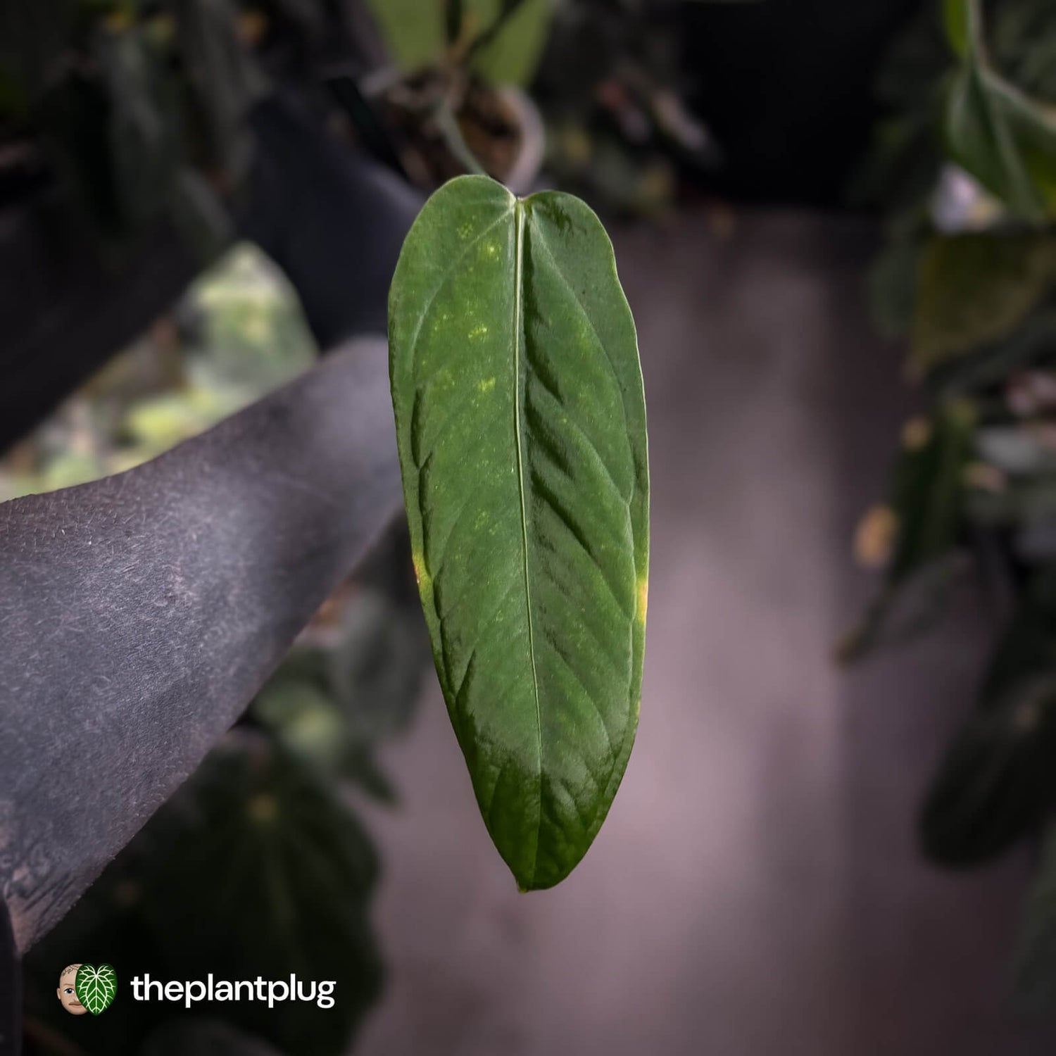 Anthurium warocqueanum x panamense s1